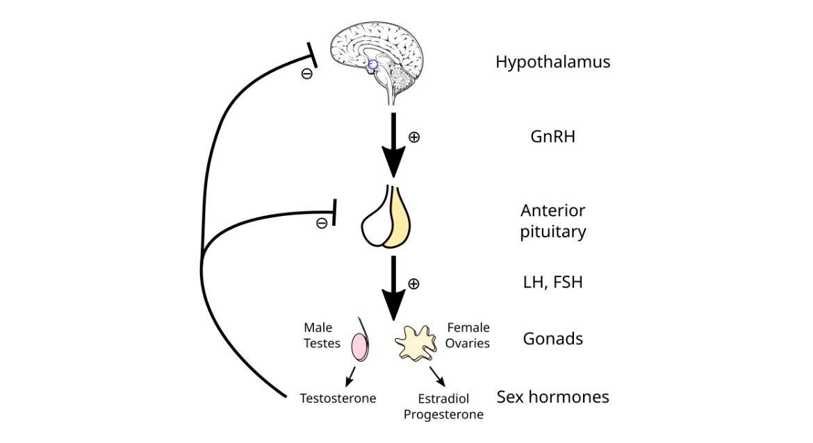 Hypo gonadal axis
