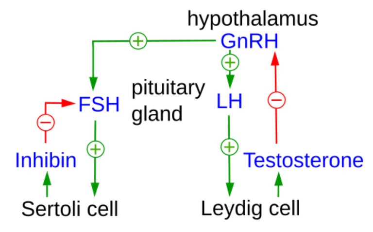 HPG regulation in males, with the inhibin/activin system playing a similar role on GnRH-producing cells